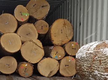 White Oak Veneer Logs