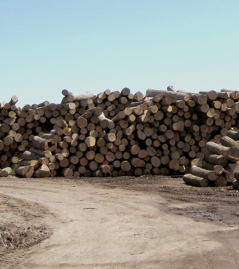 Porter Lumber Log Yard