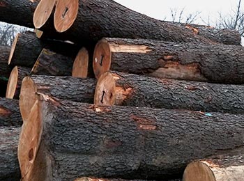 Cherry Saw Logs