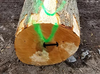 Hard Maple Veneer Logs