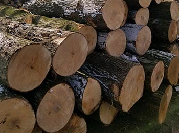 Hard Maple Saw Logs
