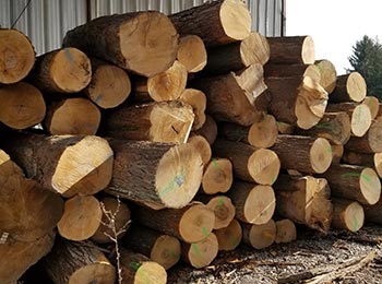 Hard Maple Veneer Logs