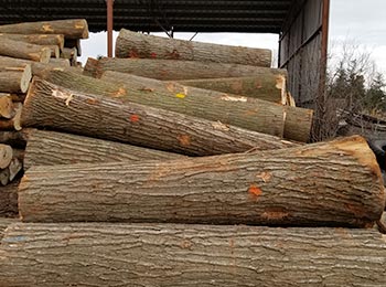 Red Oak Veneer Logs